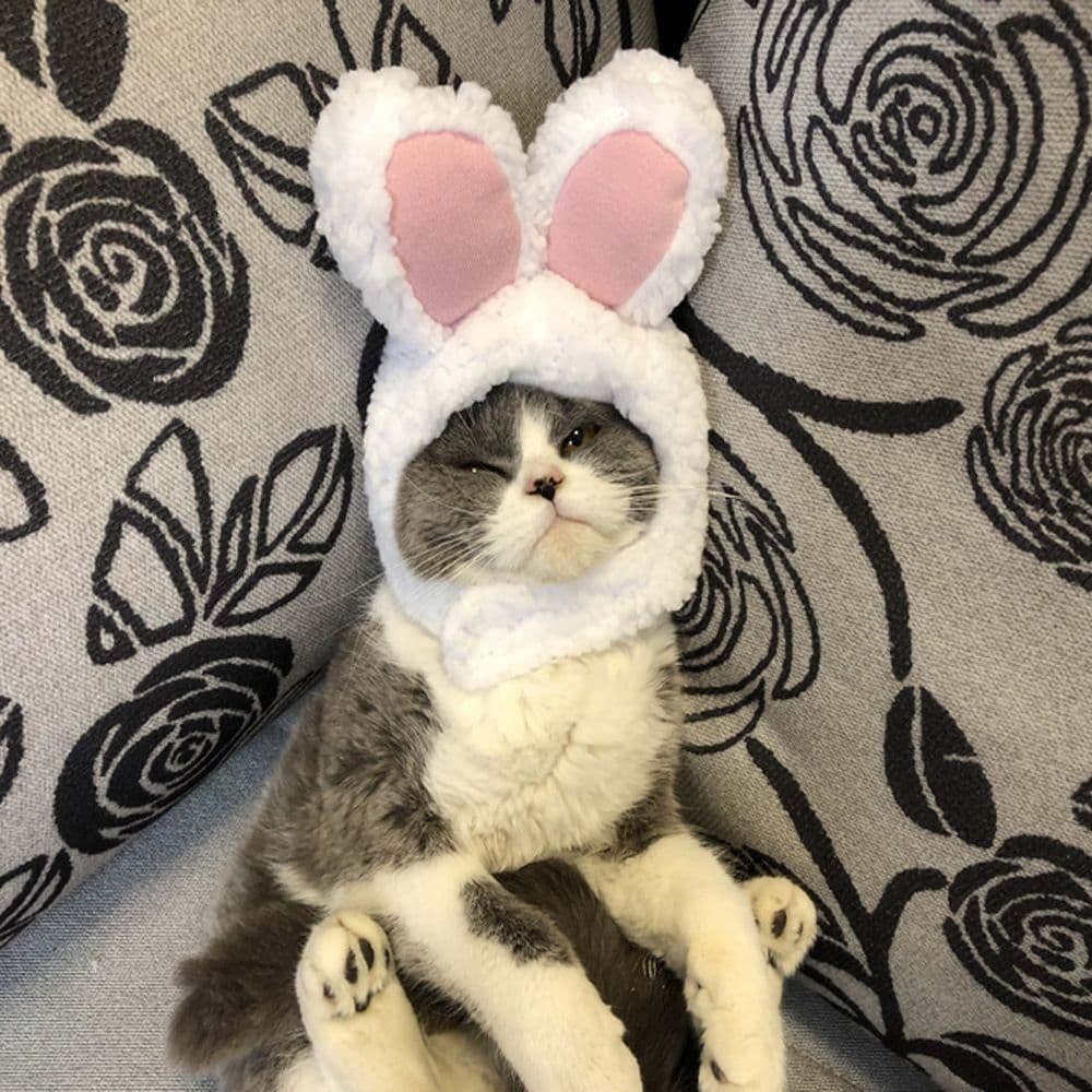 Odd Pet Cat Rabbit Ears Hat White Cloth White Rabbit Hat free size M, photo 1 of 4