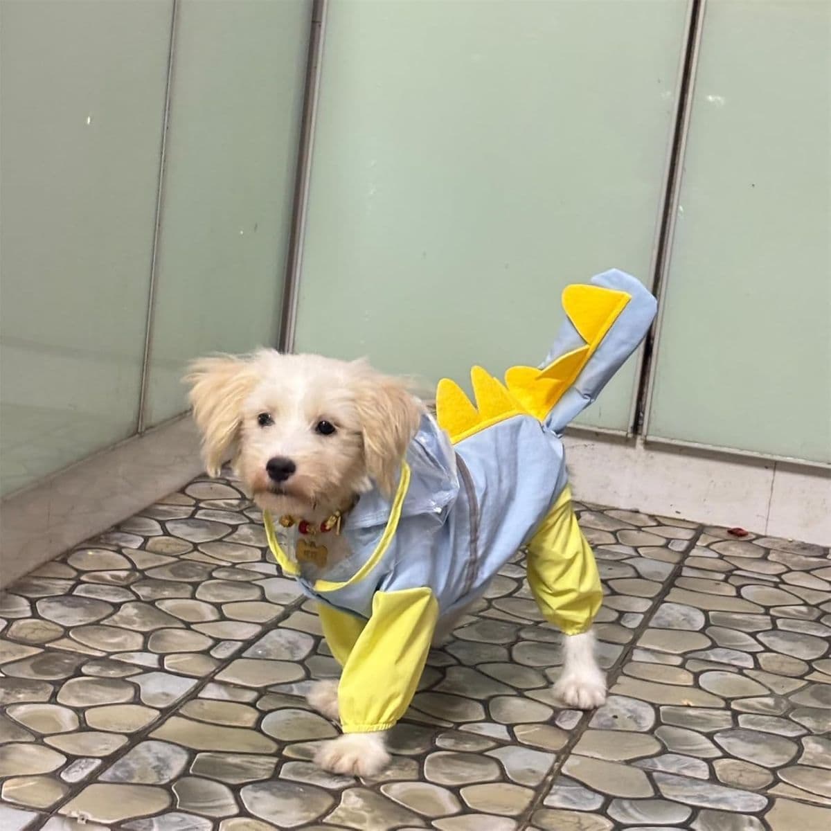 Cat Puppy Costume Cute Dinosaur Raincoat with Leash Ring Full Body Coverage Reflective Strips Waterproof Pet Accessories Multiple Sizes for Kitten Small Dog