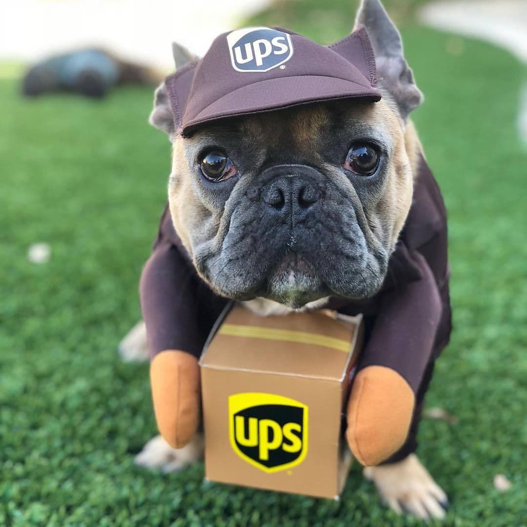 Pet Dog Clothes Transformation Outfit UPS