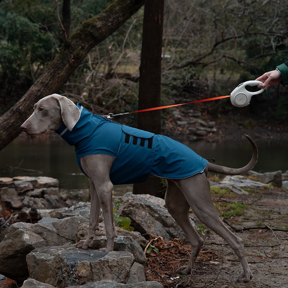 All-Season Pet Raincoat - Waterproof & Dustproof High-Collar Dog Windbreaker for Spring