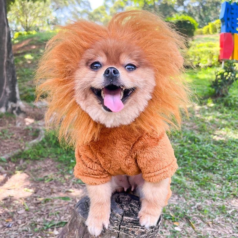 Shine Pet Costume Four Leg Warm Coral Fleece Golden Lion Four Leg Flannel, photo 1 of 10