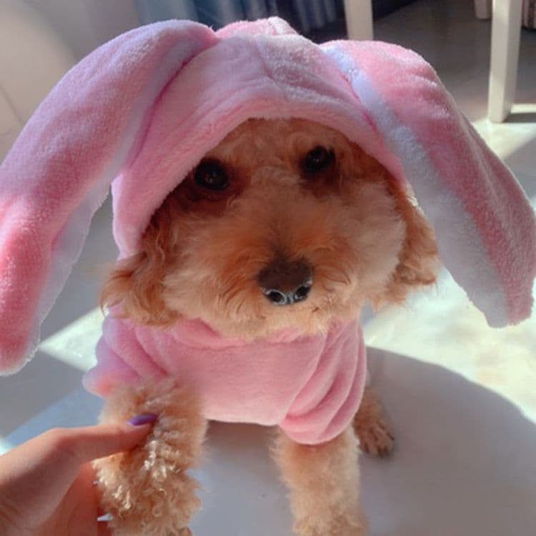 Pet Clothes Shine Coral Fleece Rabbit Costume Four-Leg Flannel Extra-Long-Eared Rabbit Transformation Clothes back length, photo 1 of 10