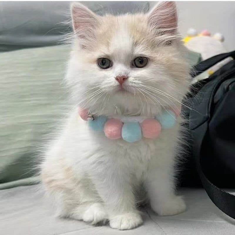 Cute Pet Fur Ball Collar for Cats and Dogs Mint Green All yards, photo 1 of 4