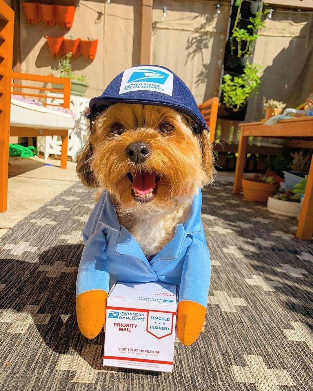Pet Transformation Costume Hoodie for Dogs Cats