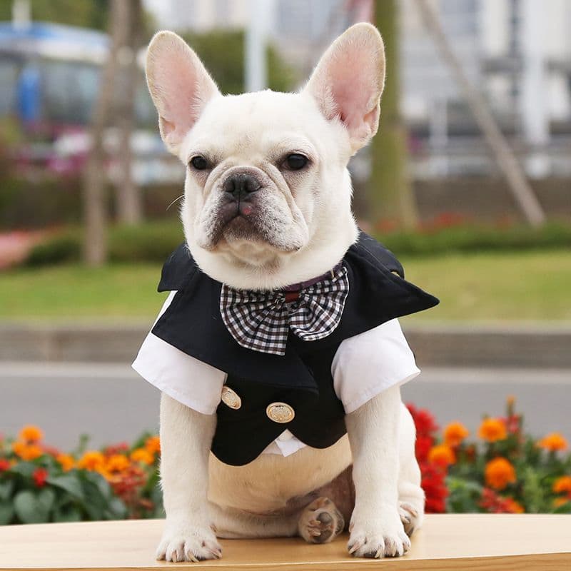 Pet Dog Suit Polyester Black Style L Prellis Collar Black Suit L bust 40 back length 32cm, photo 1 of 7