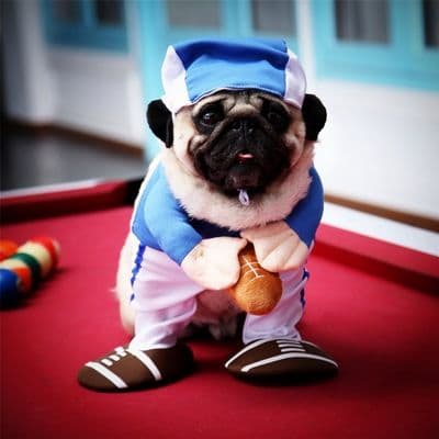 Pet Dog Costume Odd Pet Monk Outfit Polyester, photo 1 of 10