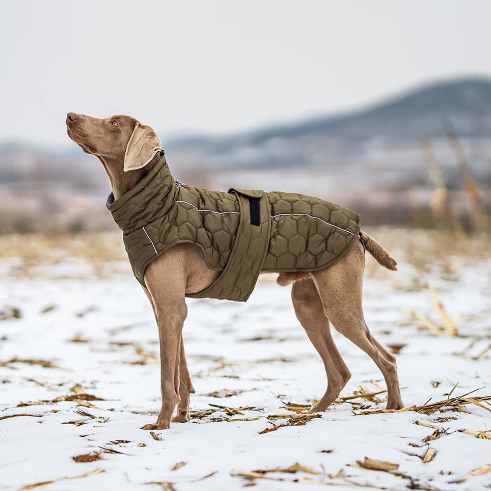 Olive Green Warm Quilted Dog Winter Coat - Adjustable Fleece-Lined Puffer Vest with Reflective Trim & Leash Port, photo 1 of 10