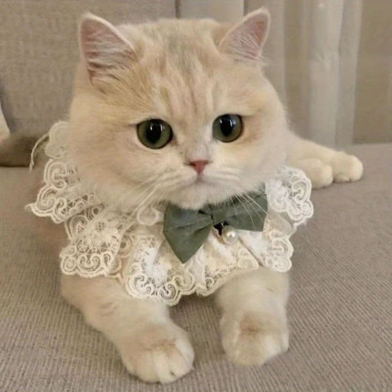 Cat Collar Lace Collar Cat Accessory Green Bow Pet Fashion High-Quality Pet - Green, photo 1 of 10