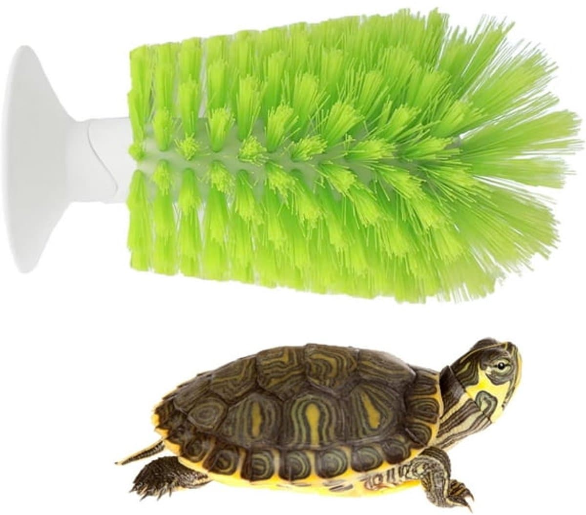 Turtle Shell Brush - Turtle Shell Brush - Turtle Shell Exfoliating Brush - With Suction Cup - Turtle Shell Cleaning Brush, photo 1 of 5